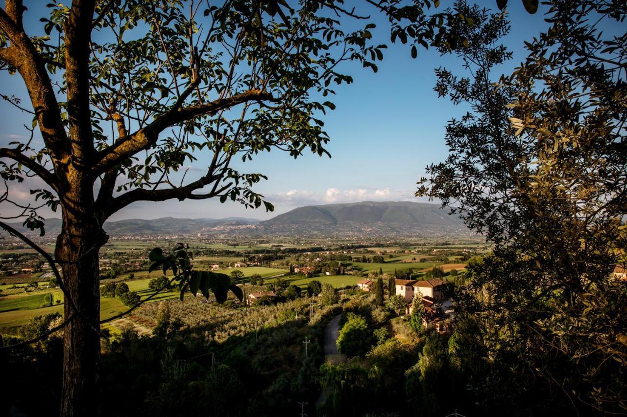 Вилла Il Poggio Degli Olivi Беттона Экстерьер фото