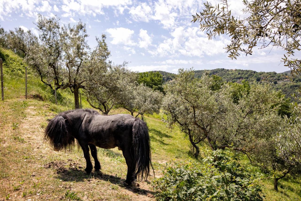 Вилла Il Poggio Degli Olivi Беттона Экстерьер фото
